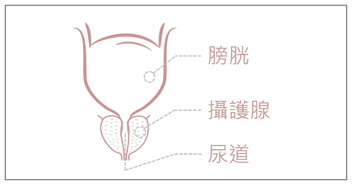下泌尿道解剖示意圖。膀胱位於上方,攝護腺包覆在膀胱出口的正下方,尿道由攝護腺中央穿過。