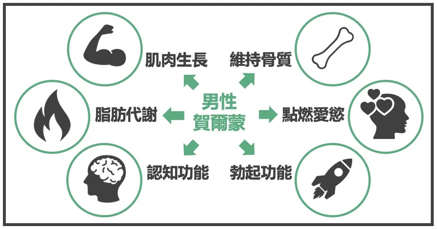 男性荷爾蒙的六個作用:肌肉生長、維持骨質、脂肪代謝、點燃愛慾、認知功能、勃起功能
