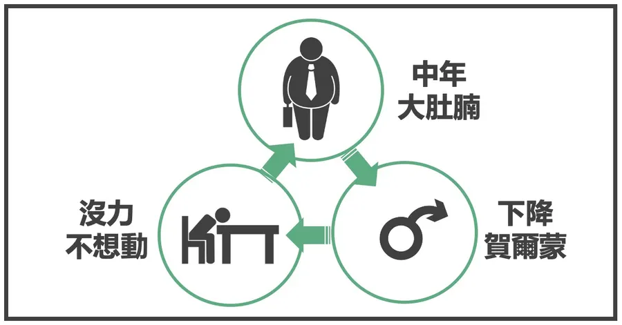 惡性循環示意圖:中年大肚腩、下降的賀爾蒙、沒力不想動,三者互相加強